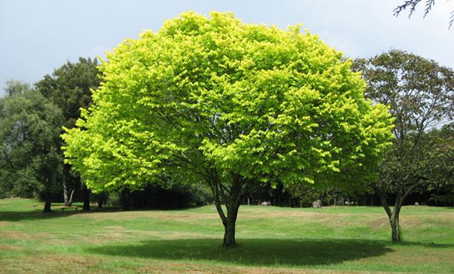 5 árboles de sombra de rápido crecimiento