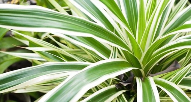 Pandanus