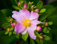 imagen Pereskia: un cactus con flores parecidas a las rosas