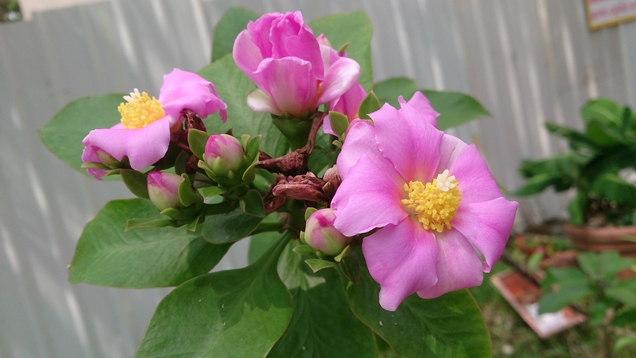 Pereskia: un cactus con flores parecidas a las rosas