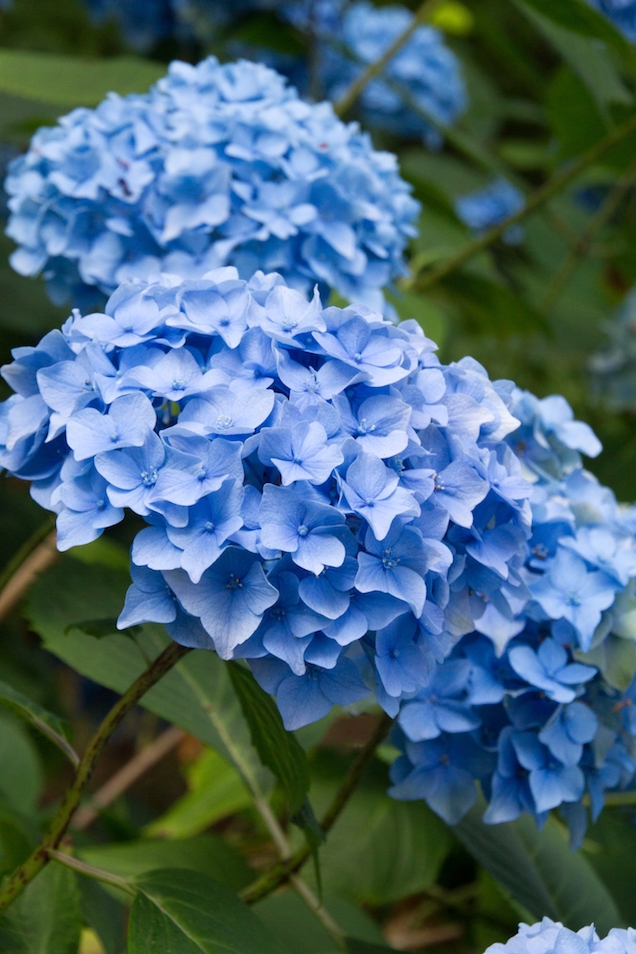 El ABC del azulamiento de las hortensias