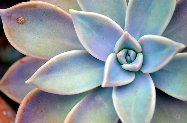 5 plantas que toleran el sol directo