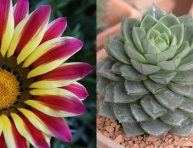 imagen 5 plantas que toleran el sol directo