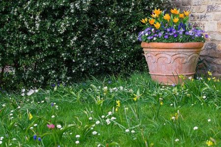 Cómo plantar bulbos en el jardín