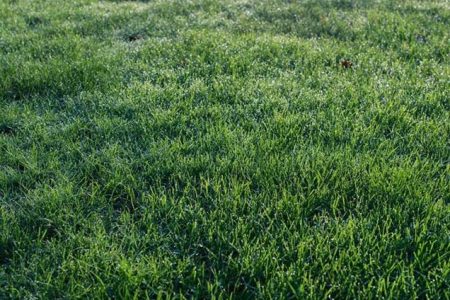 Cómo plantar bulbos en el jardín