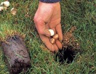 imagen Cómo plantar bulbos en el jardín