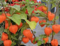 imagen Conoce al Physalis o Farolillo chino