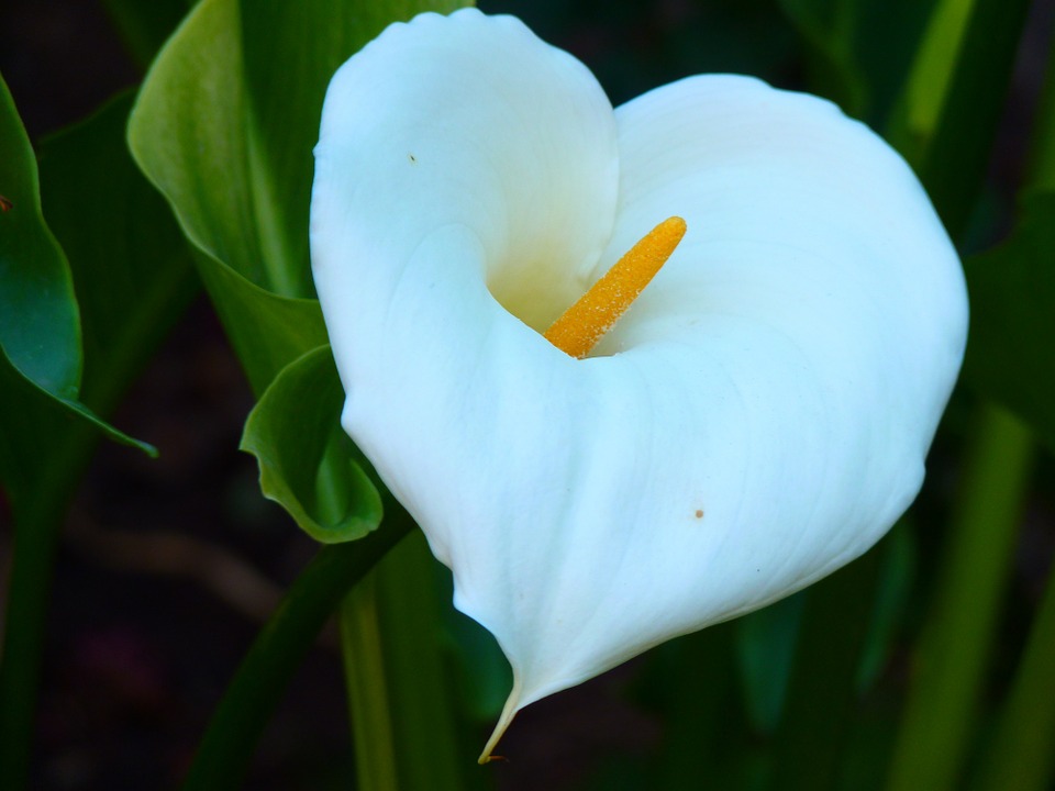 Conozcamos un poco más a la Zantedeschia o lirio de agua