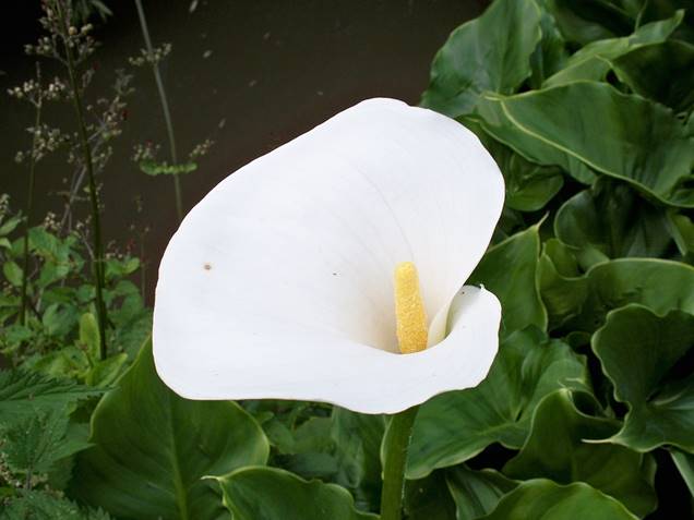 Conozcamos un poco más a la Zantedeschia o lirio de agua