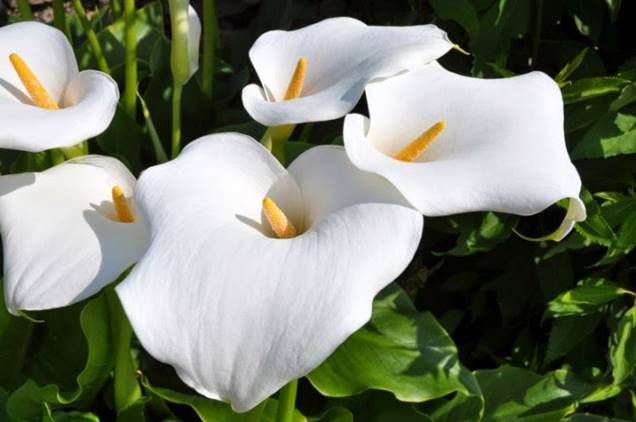 Conozcamos un poco más a la Zantedeschia o lirio de agua