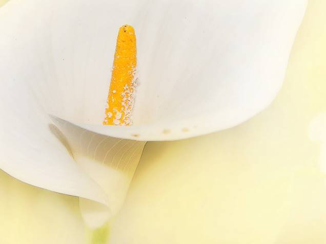 Conozcamos un poco más a la Zantedeschia o lirio de agua