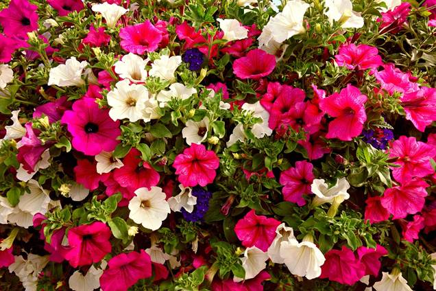 Cuidados y reproducción de la Petunia