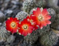 imagen Rebutia: uno de los mejores cactus de flor
