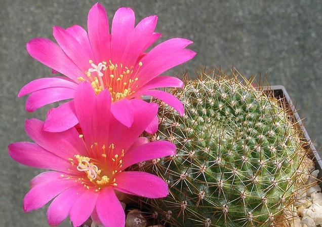 Rebutia: uno de los mejores cactus de flor