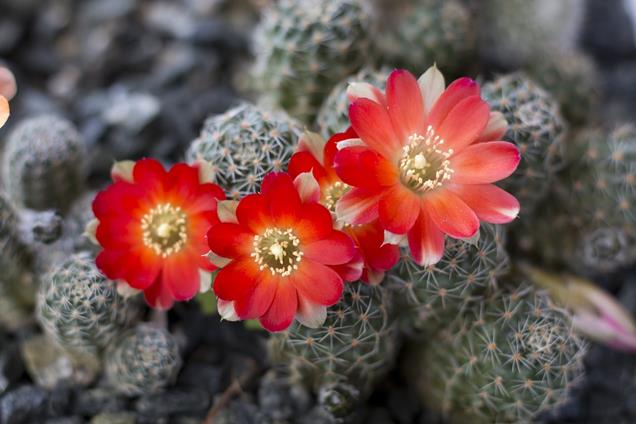 Rebutia