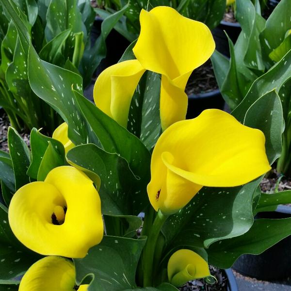 Conozcamos un poco más a la Zantedeschia o lirio de agua