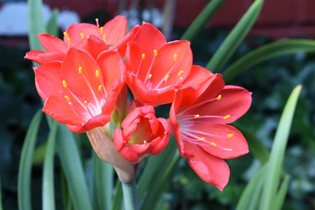 Asi son las coloridas flores de la Vallota