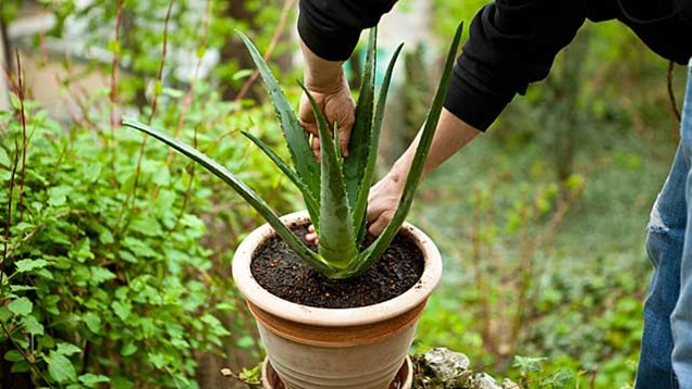 Como-dividir-propagar-y-trasplantar-el-aloe