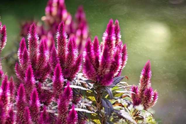 Cuidados de la Celosia o Penacho3