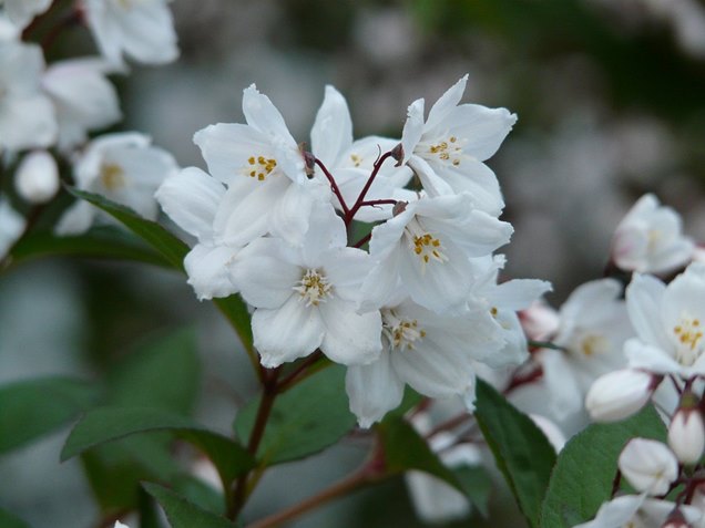 cuidados de la Deutzia