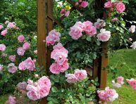 imagen Guía para cultivar rosas