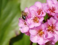 imagen Cuidado de la Bergenia