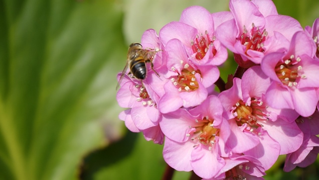 Cuidado de la Bergenia