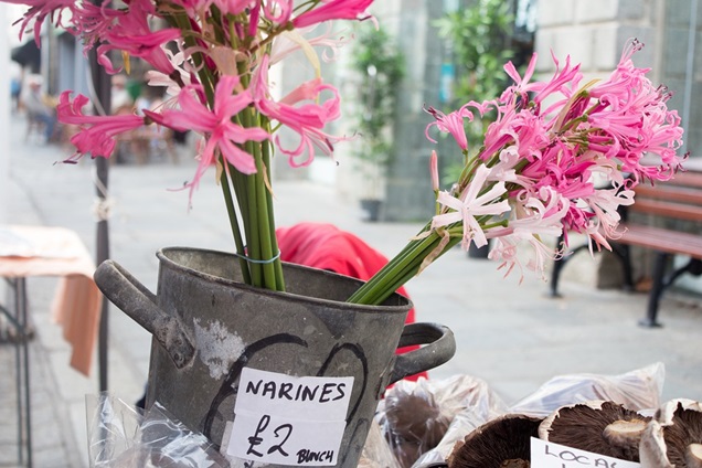 Cuidados de la Azucena de Guernese (Nerine)