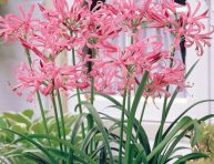 imagen Cuidados de la Azucena de Guernese (Nerine)