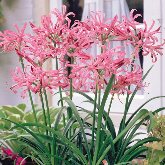 Cuidados de la Azucena de Guernese (Nerine)