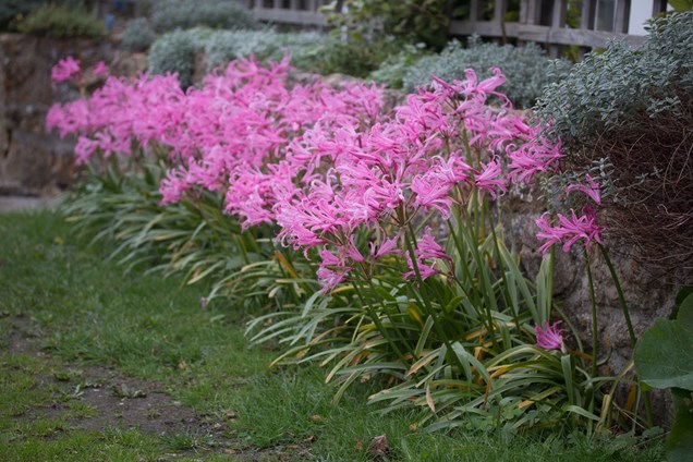 Cuidados de la Azucena de Guernese (Nerine)