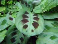imagen Cuidados de la Maranta y reproducción