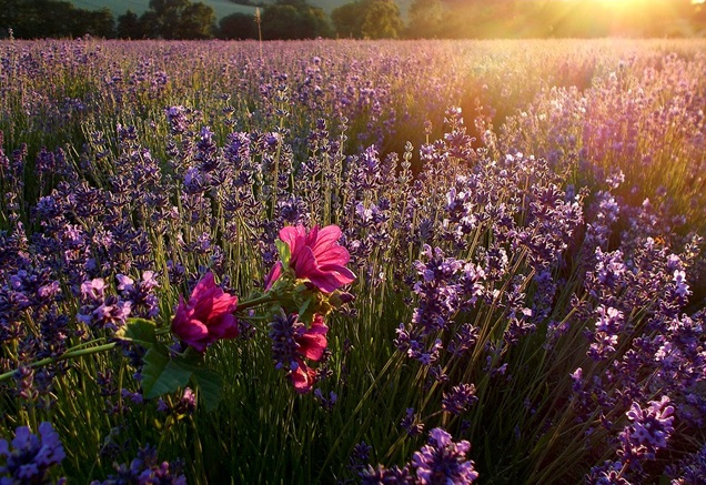 Cuidados de la lavanda y propagación