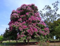 imagen Cuidados del árbol de júpiter (Lagerstroemia)