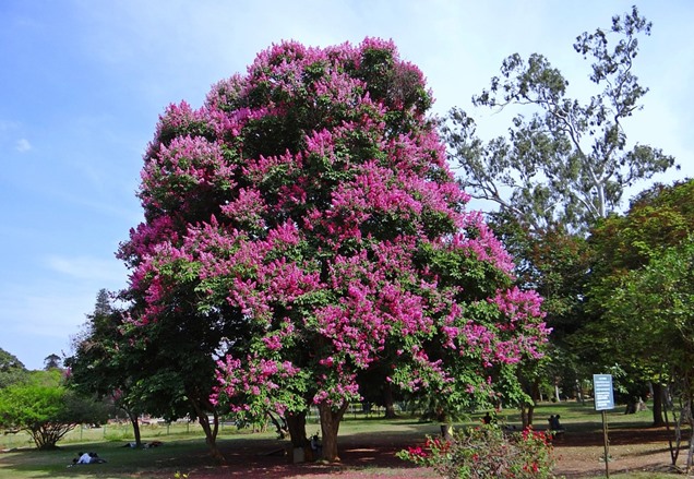 Cuidados del arbol de jupiter2