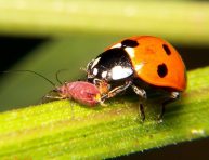 imagen Insectos beneficiosos para el jardín