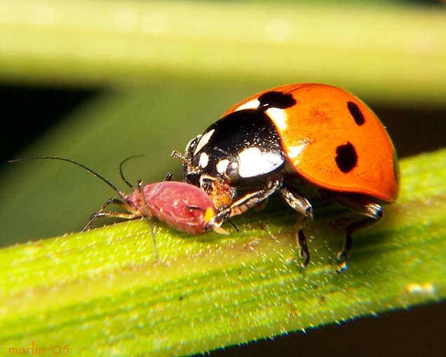 Insectos y bichos beneficiosos para el jardín