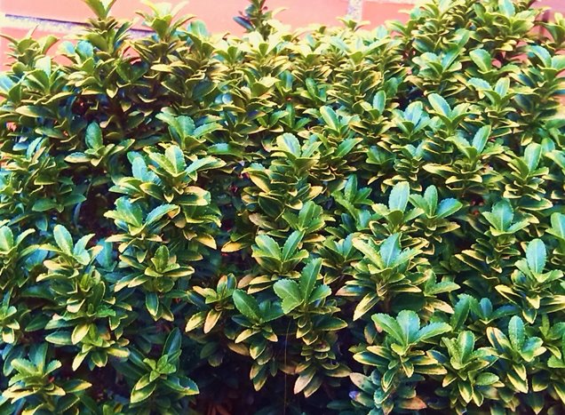 Soportar Esperar algo Bronceado Descubre los mejores arbustos para setos en este post