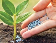 imagen Abonos minerales para las plantas