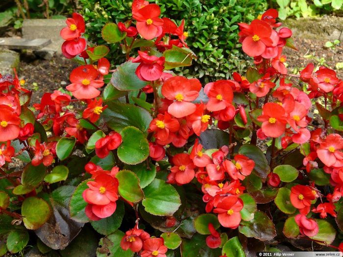 Guía para el cultivo de begonias según la ubicación en casa