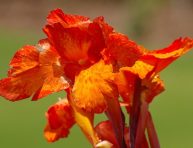 imagen Cuidados de la Achira (Canna indica)