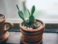 imagen Características de los cactus, tipos y usos
