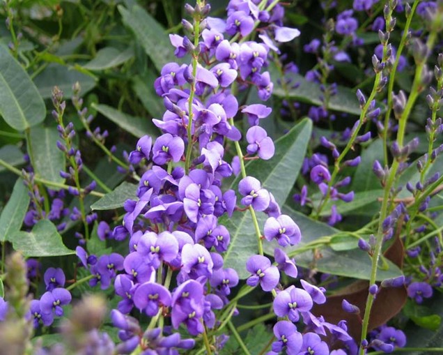 Como cuidar la Hardenbergia durante todo el año