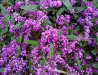 imagen Como cuidar la Hardenbergia durante todo el año