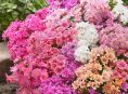 imagen Cuidados de la Lewisia (Levisia)