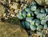 imagen Cómo cuidar el Lithops (Piedras vivas)