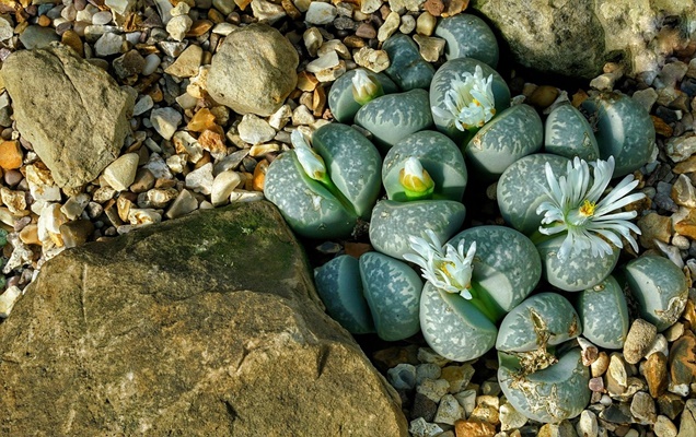 Como cuidar el Lithops (Piedras vivas)