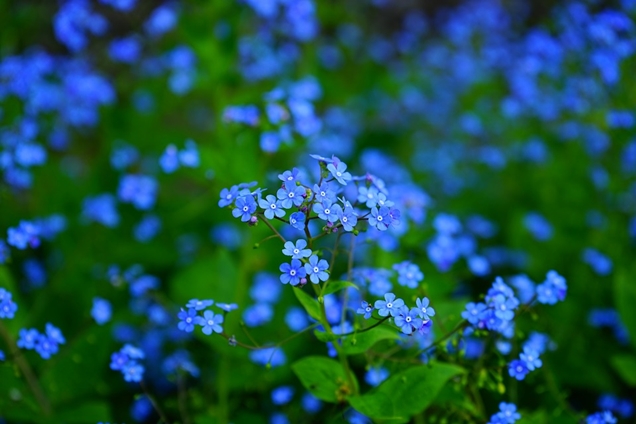 Cómo cuidar y propagar al Nomeolvides (Myosotis)