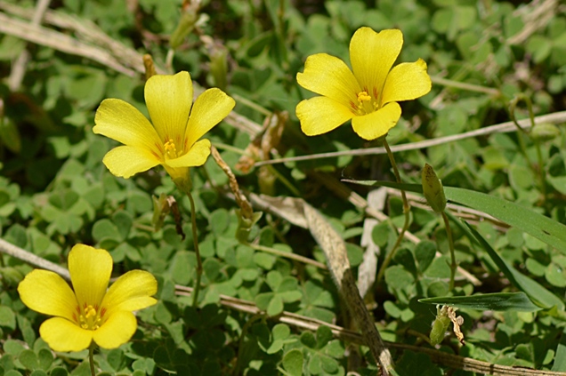 Como cuidar y propagar la Oxalis