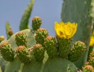 imagen Opuntia humifusa, un cactus con flores bonitas y coloridas